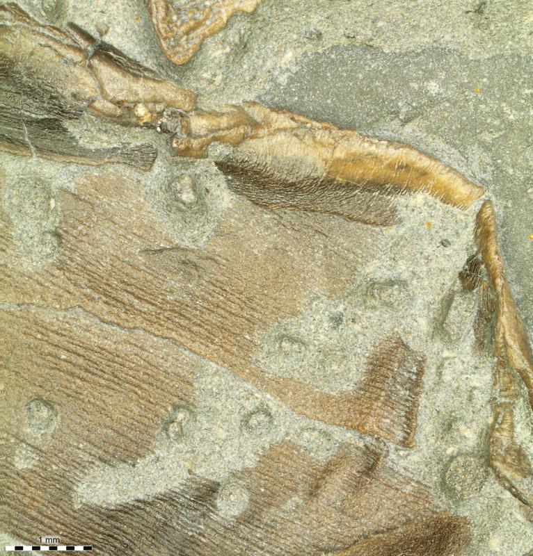 Fossile Haut des untersuchten Ichthyosauriers (rechte Bauchflosse).