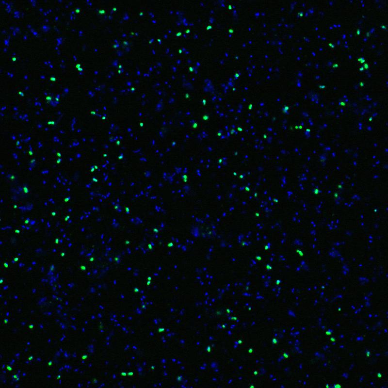 Single-cell images of environmental marine ammonia oxidizing archaea. Panel (a) identifies their cells (green) and surrounding cells (blue), panel (b) reveals their uptake of cyanate.