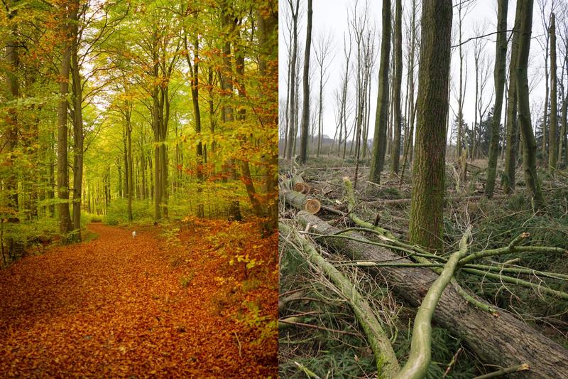 Der Wald als Lebens- und Erholungsraum ist wichtiger als eine intensive Holzwirtschaft