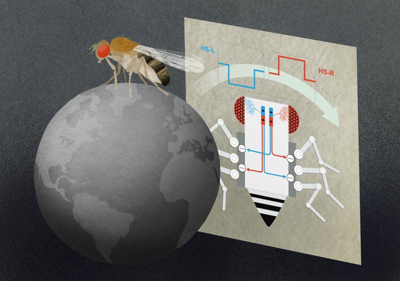 HS-Zellen im Fliegenhirn reagieren auf großflächige, horizontale Bewegungen der Umwelt – und können mit diesen Informationen die Fliegenbeine auf der rechten oder der linken Körperseite bremsen 