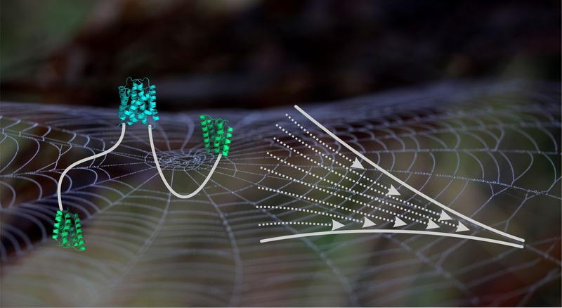 Abbildung eines Spidroins, bestehend aus einer verknüpften C-terminalen Domäne (cyan), der entfalteten mittleren Domäne (weiße Linie) und den N-terminalen Domänen (grün), neben dem Schema