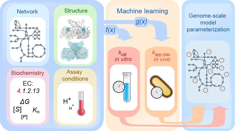 Benutzt wurden diverse Eigenschaften von Enzymen, um durch maschinelles Lernen kinetische Parameter vorherzusagen. Somit werden metabolische Modelle verbessert und der Stoffwechsel besser verstanden.