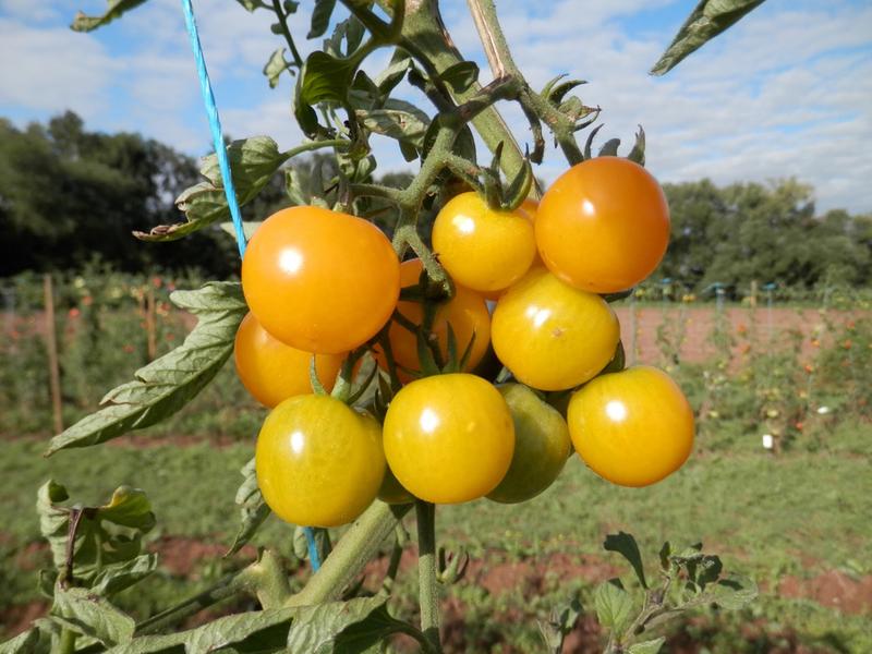 Tomaten der Sorte Sunviva im Öko-Zuchtgarten der Universität Göttingen.