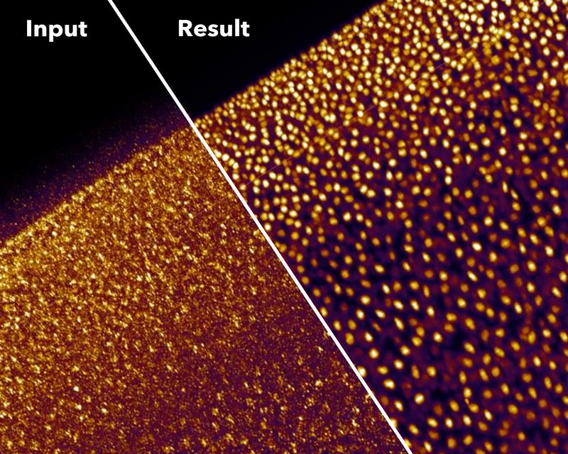 Noisy fluorescence microscopy image of cell nuclei of the planaria Schmidtea  mediterranea (top) and the result after applying CARE (bottom) 