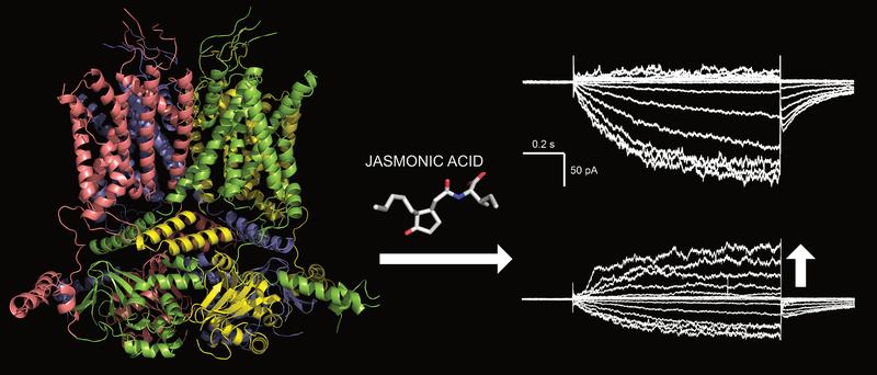 3D-Modell des GORK Kalium-Ionenkanals aus Schließzellen von Arabidopsis thaliana. Wird die Pflanze verwundet, startet in den Schließzellen die Jasmonsäure-Signalkette, die den GORK-Kanal aktiviert.