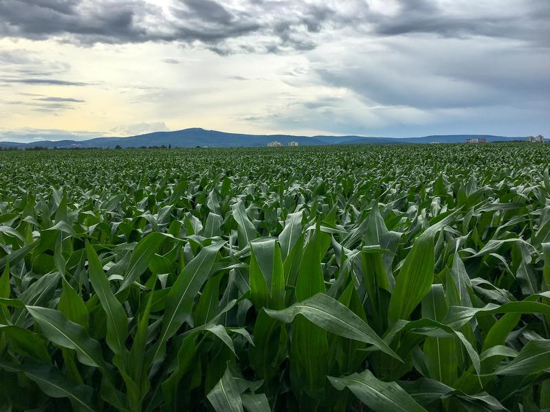 To prevent global temperatures from rising by more than 1.5 degrees, humankind would need to cultivate bioenergy crops on up to 4.3 % of the global land area (pictured is a maize plantation). 