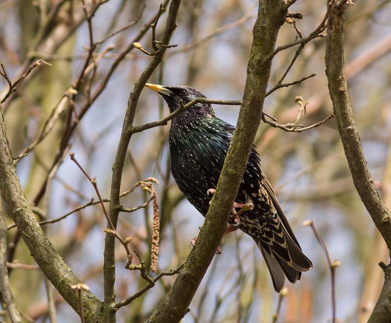 This would lead to the large-scale destruction of habitats of vertrebrate species – for example the Common Starling. Thus the 
