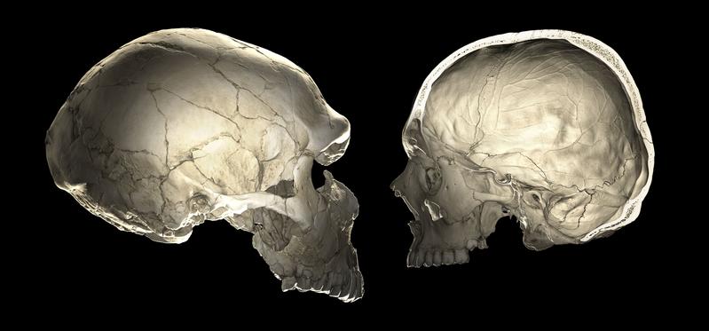 Links: Computertomographie (CT) eines Neandertalerfossils (La Ferrassie 1). Rechts: CT-Scan eines modernen Menschen.