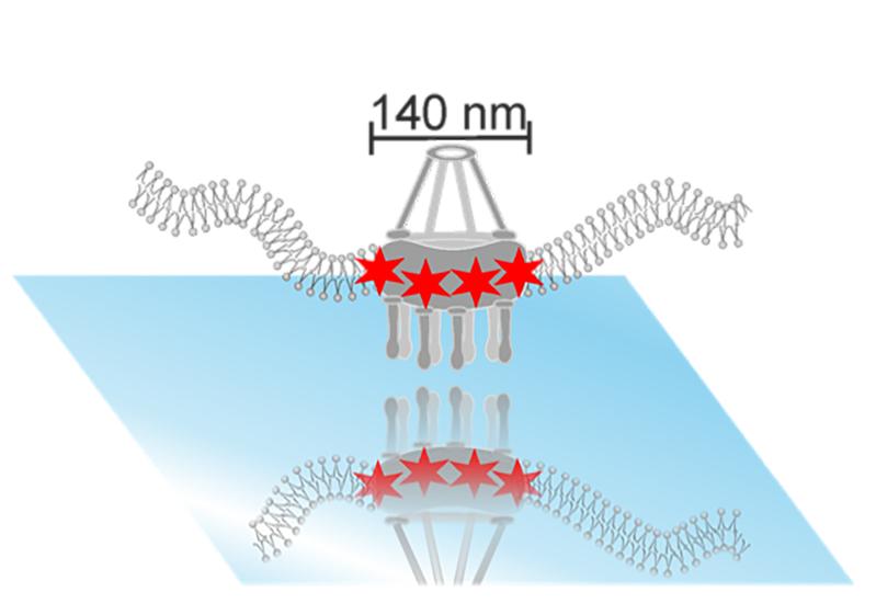 Schematische Darstellung eines mit roten Fluoreszenzfarbstoffen markierten Kernporenkomplexes, der von der Kernmembran umhüllt und auf einer Verspiegelung aufgebracht wird. 