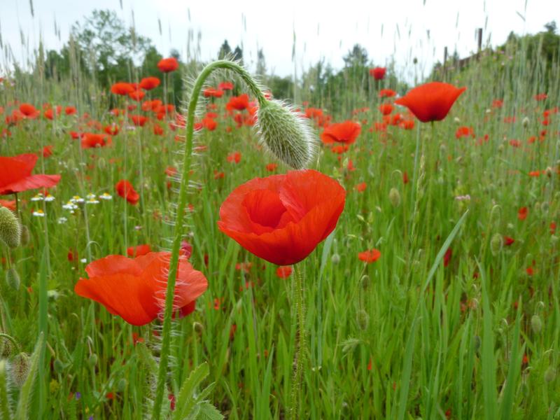 Klatschmohn