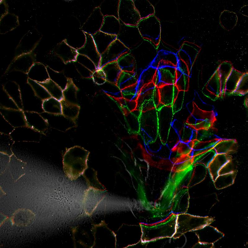 The molecular transmission of force in desmosomes was studied before (blue), during (green) and after (red) application of mechanical stress.