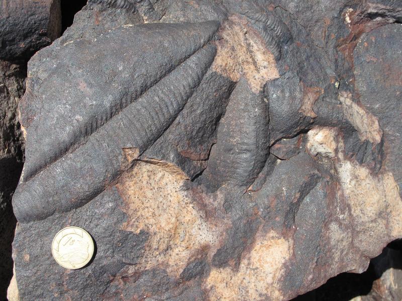 Spektakulärer Vertreter der Ediacara-Biota – ein Abdruck von Pteridinium simplex in Süd-Namibia.  