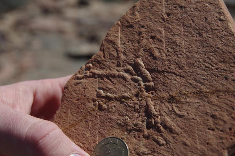 Das kambrische Spurenfossil Streptichnus narbonnei unmittelbar über der Präkambrium-Kambrium-Grenze in Süd-Namibia bezeugt das Einsetzen der kambrischen Explosion. 