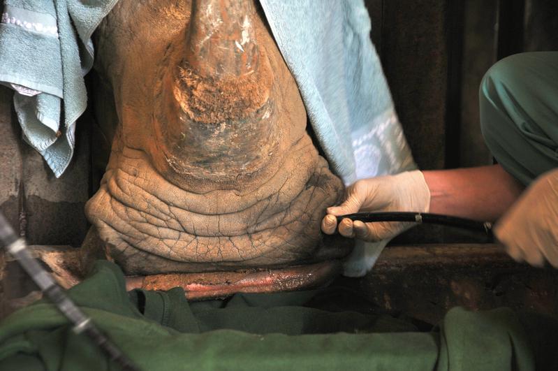 Reproduktionsmediziner Robert Hermes führt eine Lungenwäsche bei einem Nashorn durch.