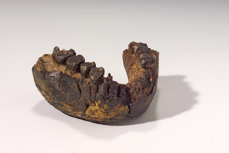 Lower jaw of a 2.4-million-year-old Homo rudolfensis, found at Uraha near Lake Malawi. 
