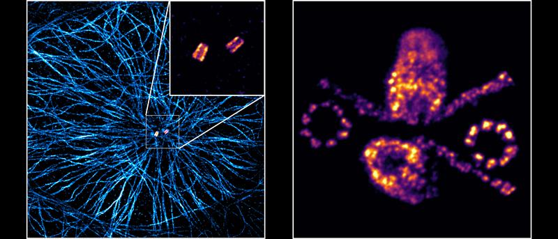 On the left, an expanded human cell with microtubules (blue) and a pair of centrioles (yellow-red) in the middle. On the right the detailed structure of two expanded pairs of centrioles.