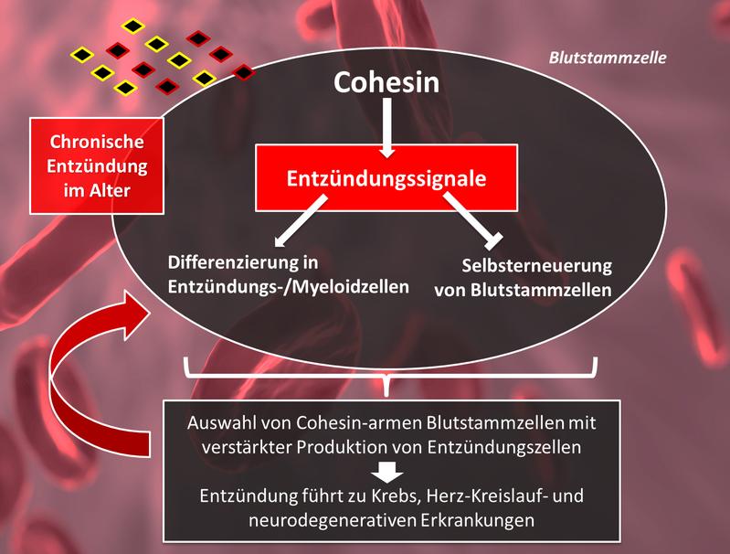 „InflammAging“ bewirkt eine dauerhafte Aktivierung von Cohesin-vermittelten Entzündungssignalen in Blutstammzellen des alternden Organismus.