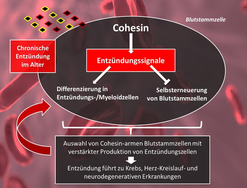 „InflammAging“ bewirkt eine dauerhafte Aktivierung von Cohesin-vermittelten Entzündungssignalen in Blutstammzellen des alternden Organismus.
