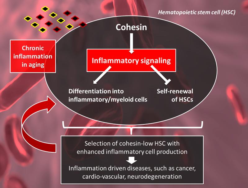InflammAging affects hematopoietic stem cells (HSCs) through impairing their function and self-renewal by constant activation of cohesin-mediated inflammatory signals.