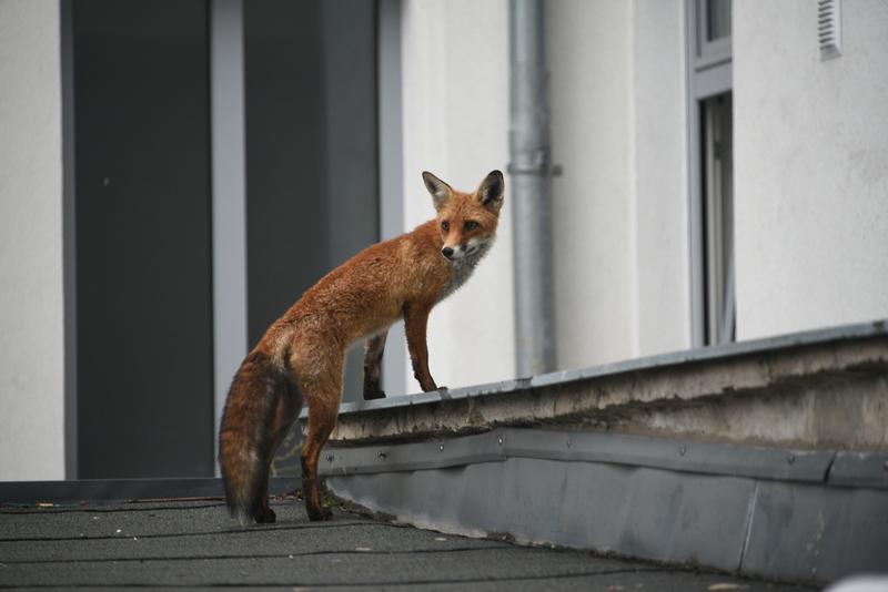 A citizen science Project highlighted that foxes prefer specific city areas and Environments in Vienna.