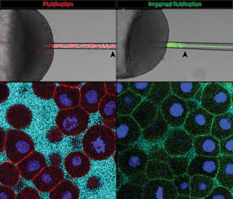 : Cells lose contacts between each other during fluidization. Cells remain in tight contact when fluidization is impaired.