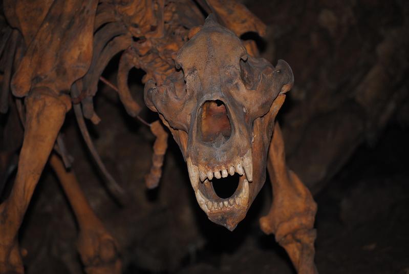 Ein aufgestelltes Höhlenbärenskelett im Harzgebirge. Trotz vegetarischer Ernährung sind die Eckzähne, die an einen Fleischfresser erinnern, gut sichtbar.