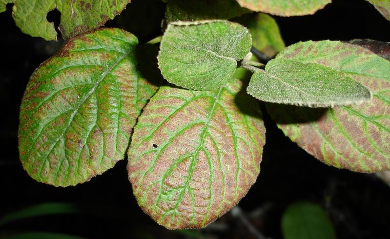 Blätter des Wolligen Schneeballs (Viburnum lantana) mit Ozonsymptomen.