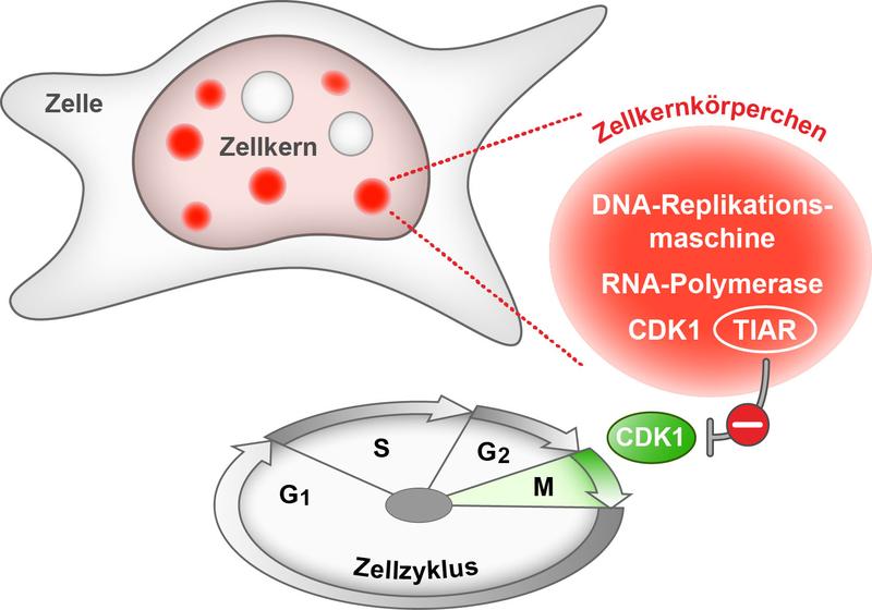 Störungen der DNA-Replikation führen zum Stillstand des Zellzyklus vor der eigentlichen Zellteilung...