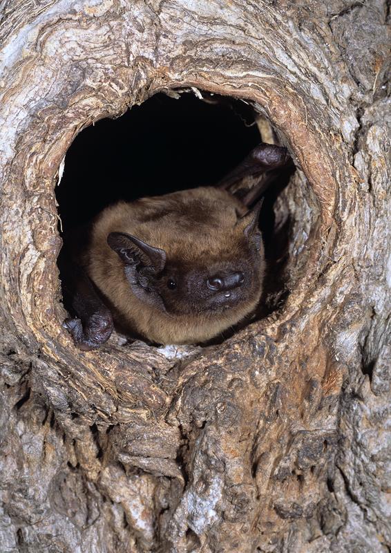 Großer Abendsegler (Nyctalus noctula) in einer Baumhöhle