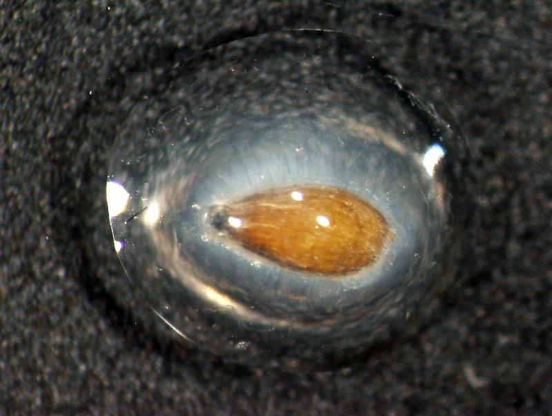 Durch den Kontakt mit Wasser bildet das Samenkorn von Neopallasia pectinata aus der Familie der Korbblütler eine schleimige Hülle aus. Die weißen Zellulosefasern verankern sie an der Samenoberfläche.
