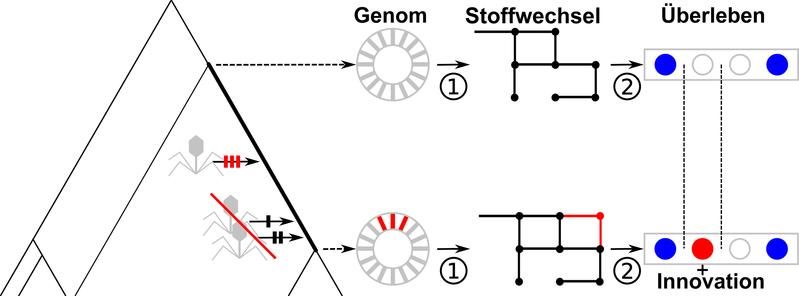 Zwischen E. coli-Vor- und Nachfahren findet man oft zusätzliche Gene (rot). Daraus kann man Stoffwechselnetzwerke rekonstruieren und damit die Umgebungen, in denen Vor- und Nachfahre überleben.