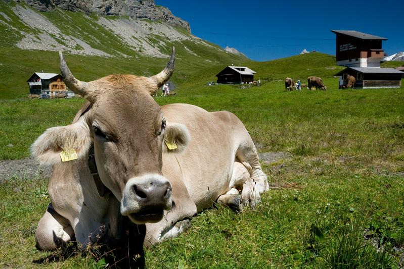 Braunvieh-Kuh auf einer Weide in Melchsee-Frutt.