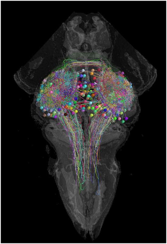 Beute oder Feind? Neurobiologen zeigen, welche Nervenzellpfade einen Zebrafisch dazu bringen, sich auf ein Objekt zuzubewegen oder vor ihm zu fliehen.