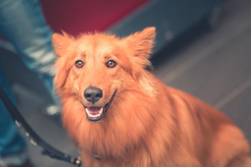 Hunde sind gute Beobachter und sozial lernfähig. Sie zeigen sogar Ansätze zur sogenannten Überimitation, des bisher als rein menschliches Phänomen angesehenen Lernens kausal irrelevanter Handlungen.