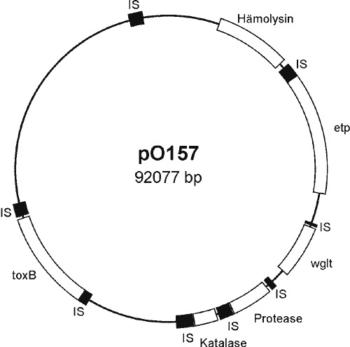 Struktur eines EHEC-Plasmids: Die Gene für krankmachende Faktoren (weiße Kästen) sind jeweils von beweglichen Insertionselementen (schwarze Kästen, IS) flankiert. Grafik: Brunder