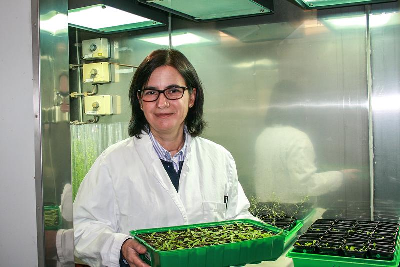 Projektleiterin Dr. Maria Pimenta Lange vom Institut für Pflanzenbiologie an der TU Braunschweig