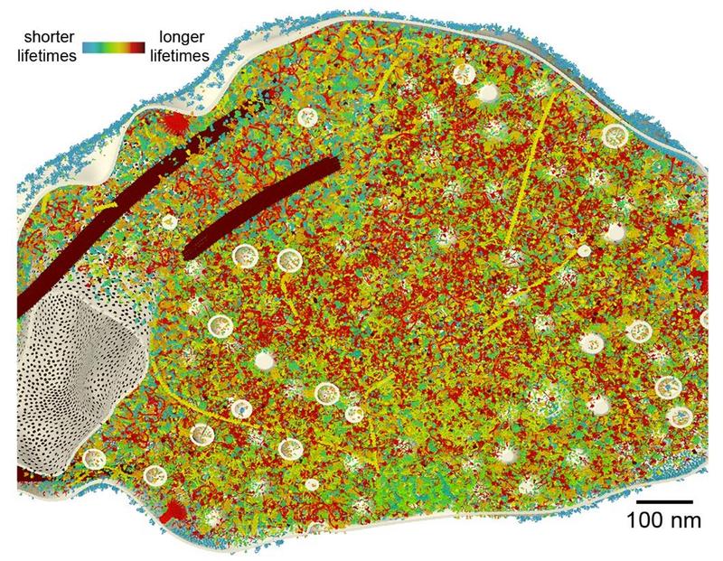 3D-Modell eines synaptischen Endköpfchens zeigt im Anschnitt die Proteine in ihrer entsprechenden Kopienzahl in der Synapse. Farbliche dargestellt: die unterschiedlichen Lebenszeiten der Proteine.