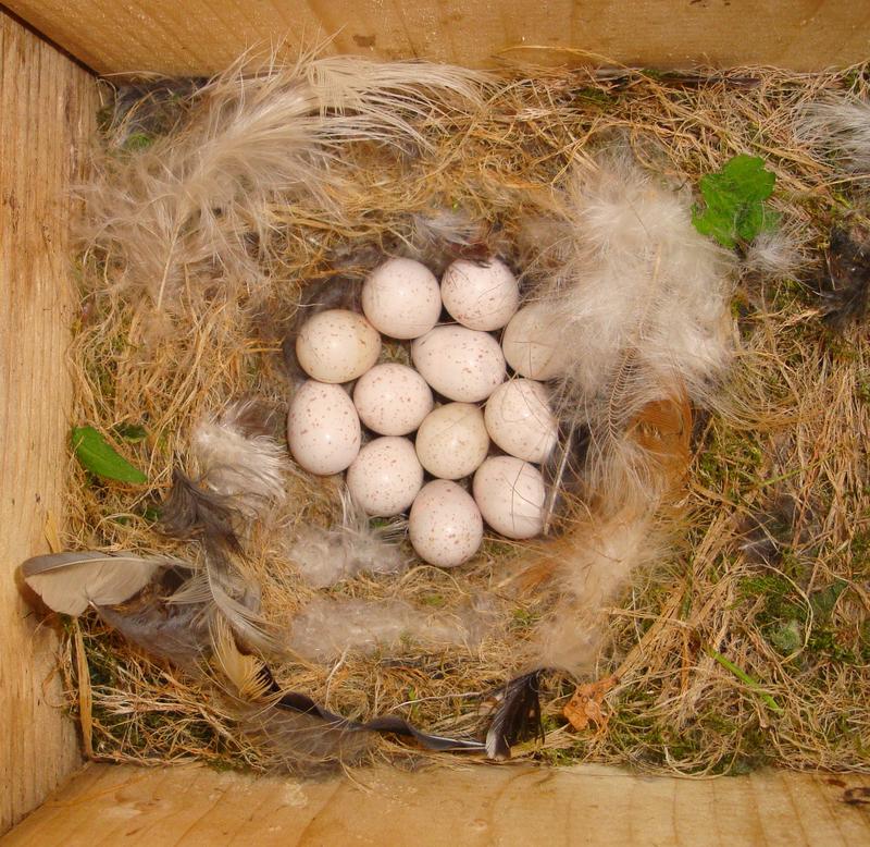 Clutch of blue tit eggs in the nest. 