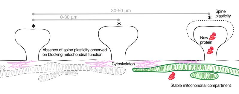 Mitochondria (green) are stabilized in dendrites by cytoskeletal anchoring (pink) and serve as local energy sources for protein synthesis when spines are stimulated (*) to induce plasticity (red)