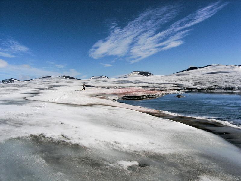 Die leuchtend roten Schneefelder, die die Blutschneealgen enthalten, erstrecken sich über weite Flächen, wie hier auf dem Doktorbreen-Gletscher in Spitzbergen im August 2004. 