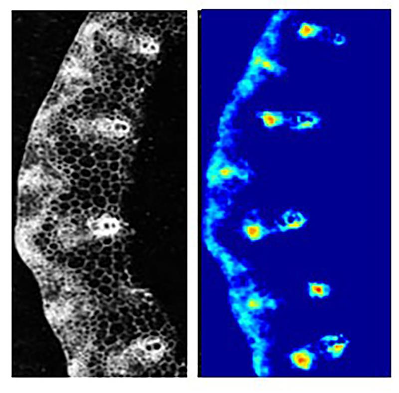 Saccharoseverteilung im Halm der Gerstenpflanze (Hordeum vulgare): Gefrierschnitt (links) und Karte der Saccharoseverteilung (rechts) gemessen mittels FTIR Mikrospektroskopie. 