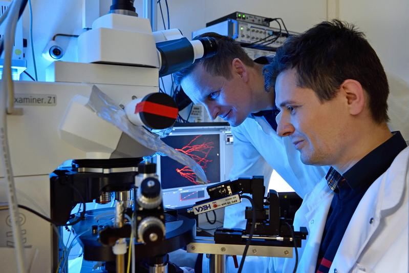 Nach einem Schlaganfall vermehrt gebildete Nervenzellen sind nicht ausgereift und fehlerhaft vernetzt, so Dr. Albrecht Kunze (l.) und Mihai Ceanga vom Uniklinikum Jena. 