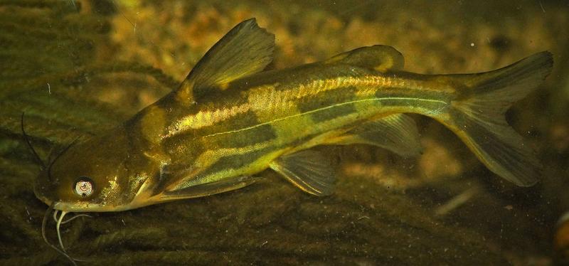 Neubürger: Der Gelbe Drachenwels (Tachysurus fulvidraco) aus Ostasien wurde im Jahr 2018 zu Hunderten in Nebengewässern der Donau gefangen, wo er sich inzwischen auch fortpflanzt.