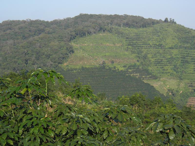 Plantagen im Regenwald Kambodschas