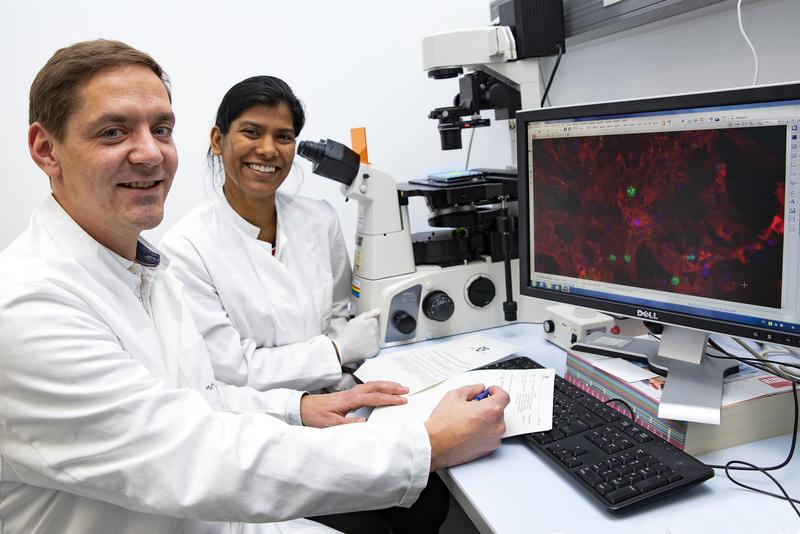 Dr. Christian Bär und die Doktorandin Shambhabi Chatterjee. Auf dem Bildschirm sind Herzmuskelzellen abgebildet, deren Wachstum grün markiert ist.