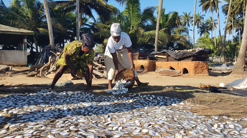 Frauen in Ghana legen den Fischfang zum Trocknen und Konservieren aus