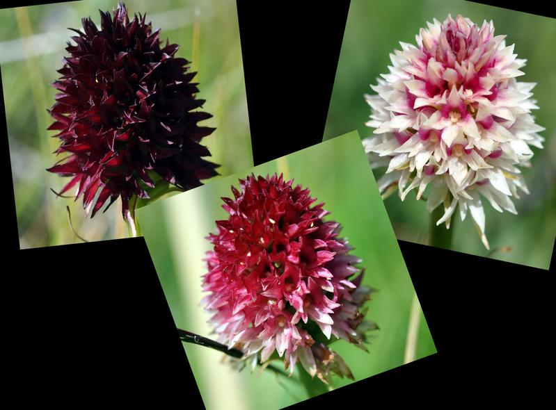 Die drei Farbvarianten des Schwarzen Kohlröschens (Gymnadenia bzw. Nigritella rhellicani)