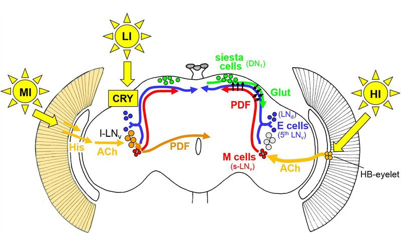 Auf drei Wegen nimmt Licht unterschiedlicher Stärke Einfluss auf die Uhr-Neuronen im Gehirn der Fliege.