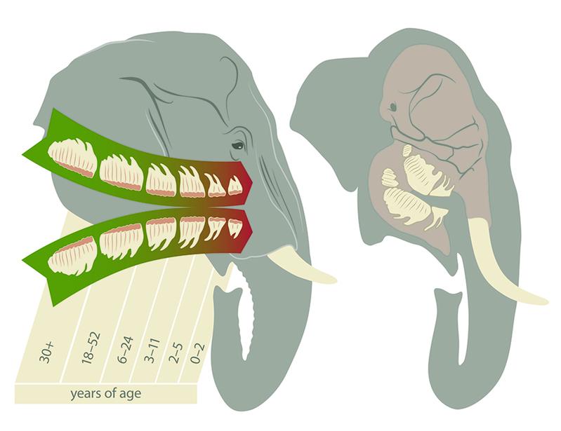 Elefanten haben auf jeder Seite einen einzigen Zahn im Kiefer, der vom nächsten grösseren Zahn langsam nach vorne geschoben wird, wo er stückweise abbricht. 