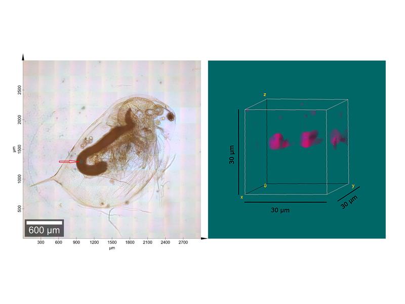 Wasserfloh (Daphnia magna) und Raman-mikroskopische Untersuchung eines Segments (grün, links) im Darm des Tieres. Magentafarbene Bereiche rechts zeigen vom Tier aufgenommene PVC-Partikel.